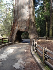 drive through sequoia